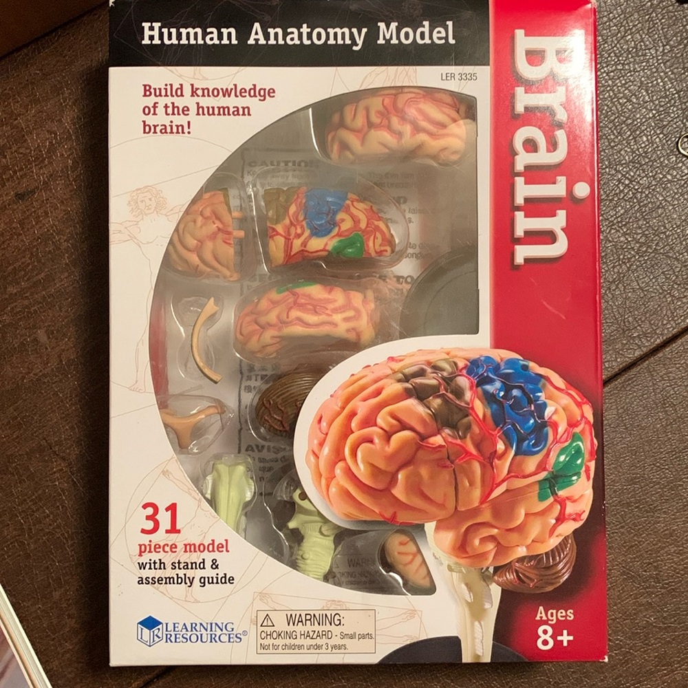 Human Anatomy Model Brain